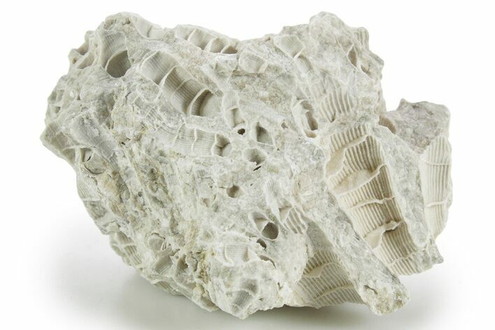 Silurian Dolostone w/ Sparkling Fossil Coral (Fletcheria) - Ohio #346087